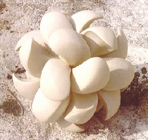 romanian_flower2aImage3.jpg (26569 bytes)